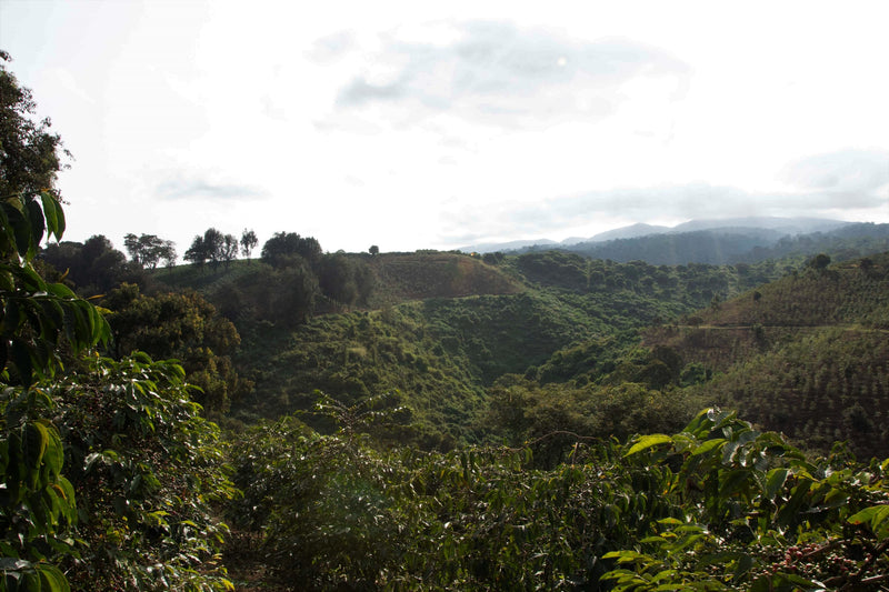 Tanzania Ngorongoro Finagro Gaia Estate Natural Gesha - 36528 - Ecotact Bags - SPOT RCWHSE