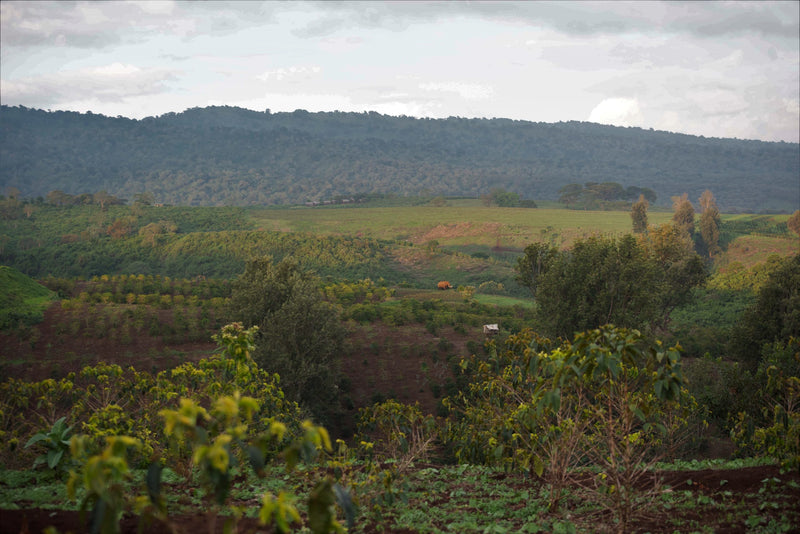 Tanzania Ngorongoro Finagro Gaia Estate Washed Bourbon AA - 36530 - Ecotact Bags - SPOT RCWHSE