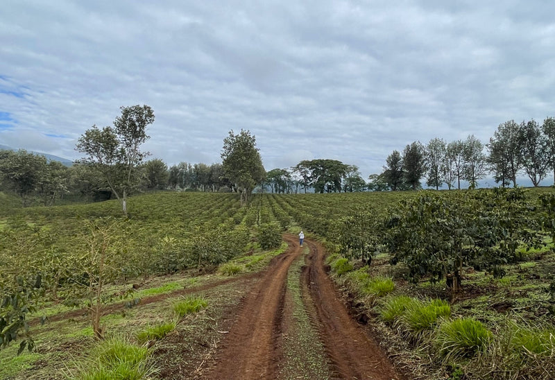 Tanzania Ngorongoro Finagro Estate Peaberry - 33229 - GrainPro Bags - SPOT RCWHSE