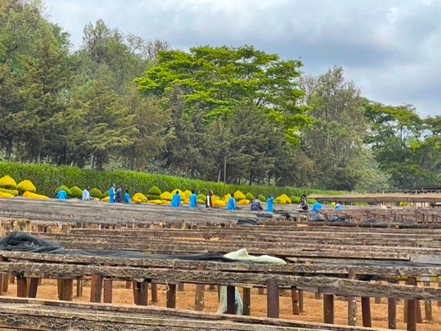 Tanzania RFA Ngorongoro Finagro Estate Ethiopian Landrace - 30774 - Agroz Bags - SPOT RCWHSE