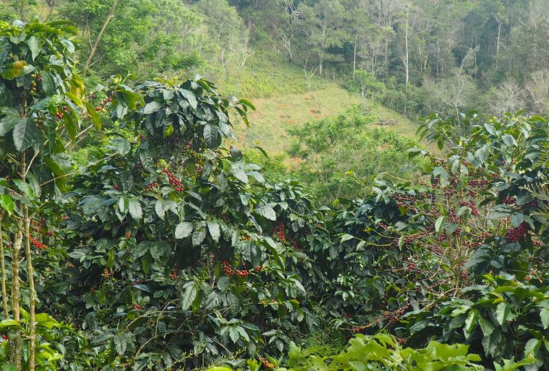 Tanzania Ruvuma Washed Peaberry - *50163* - 25728 - 70.0 kg GrainPro Bags - SPOT RCWHSE