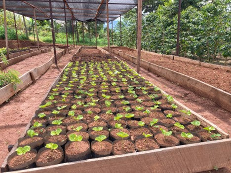 RWANDA FT-FLO ORGANIC DUKUNDE KAWA MBILIMA - 34941 - GrainPro Bags - SPOT RCWHSE