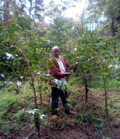 Ethiopia Farmgate COE National Select Jury Jimma 1 Natural Tijani Oli Faxuma - 29935 - GrainPro Bags - SPOT RCWHSE