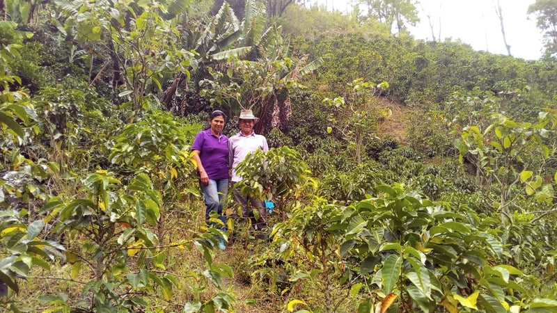 Colombia Narino Medina Anaerobic Fermentation - *50310W* - 27779 - 70.2 kg GrainPro Bags - SPOT COSEATAC