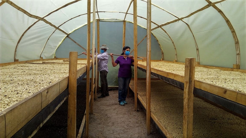 Colombia Narino Medina Anaerobic Fermentation - *50310* - 25884 - 70.2 kg GrainPro Bags - SPOT RCWHSE