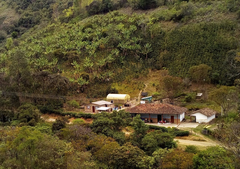 Colombia Narino Medina Anaerobic Fermentation - *50310W* - 27779 - 70.2 kg GrainPro Bags - SPOT COSEATAC