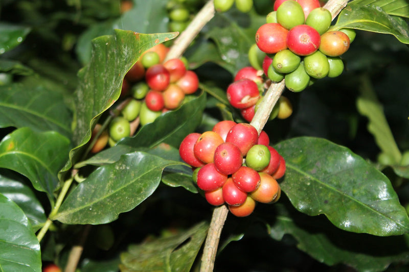 Ethiopia Bench Sheko 3 Natural - 28564 - SPOT RCWHSE