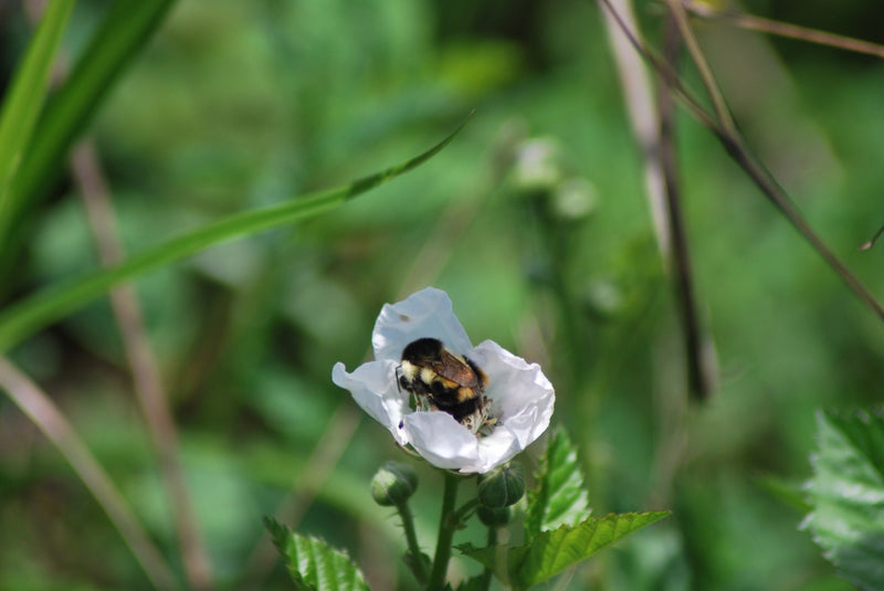Uganda Bugisu AB - 30352 - SPOT RCWHSE