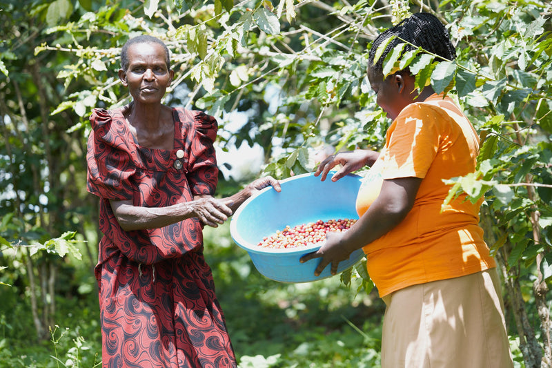UGANDA FT-FLO ORGANIC FRIENDS OF MOTHERS WOMEN'S COFFEE A+ - 37720 - Ecotact Bags - SPOT SEAFORTH