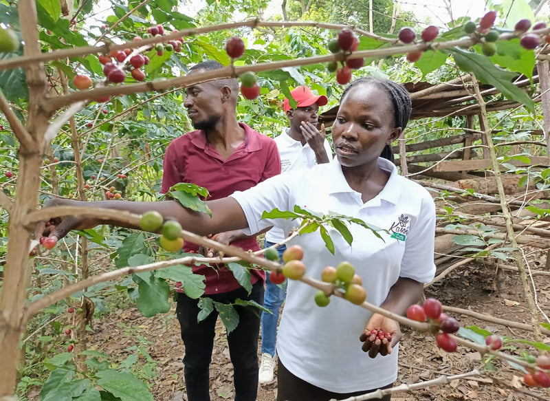 UGANDA FT-FLO ORGANIC FRIENDS OF MOTHERS WOMEN'S COFFEE A+ - 41972 - GrainPro Bags - December 2026 Shipment - RCWHSE