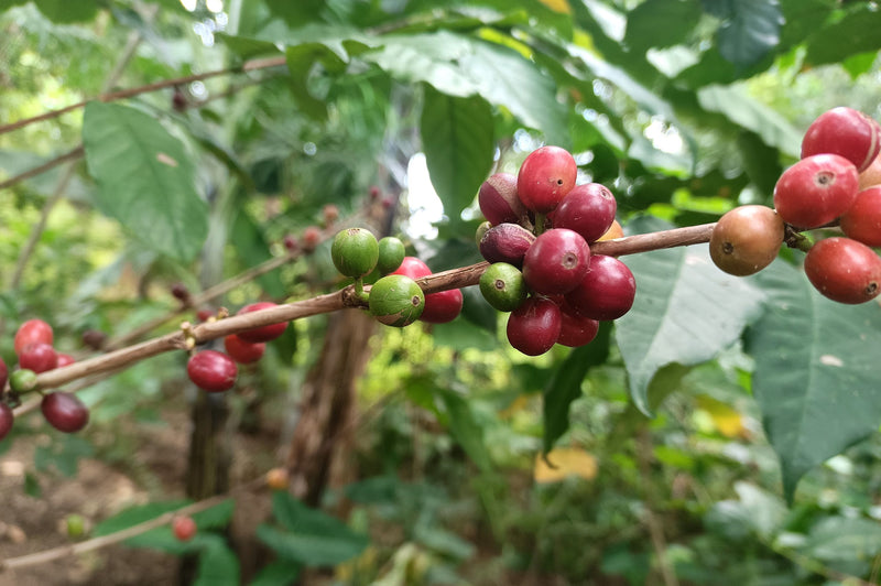 UGANDA FT-FLO ORGANIC FRIENDS OF MOTHERS WOMEN'S COFFEE A+ - 41967 - GrainPro Bags - October 2026 Shipment - RCWHSE