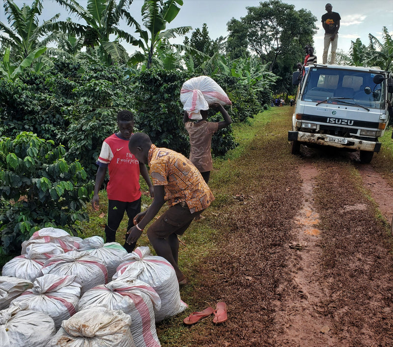 UGANDA ORGANIC RFA-IP SIPI FALLS WASHED - 32477 - GrainPro Bags - SPOT RCWHSE