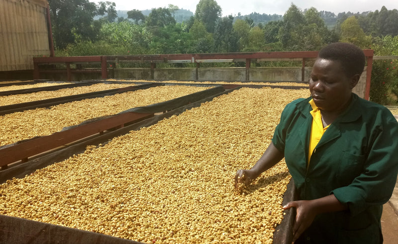 UGANDA ORGANIC SIPI FALLS WASHED - *51230* - 25574-2 - GrainPro Bags - SPOT COSEATAC