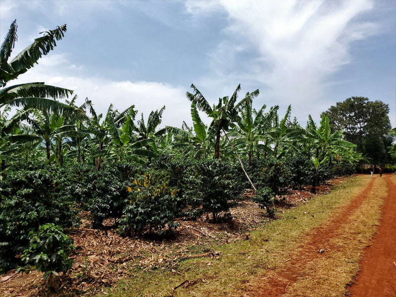UGANDA ORGANIC RFA-IP SIPI FALLS WASHED - 29538 - Ecotact Bags - SPOT RCWHSE