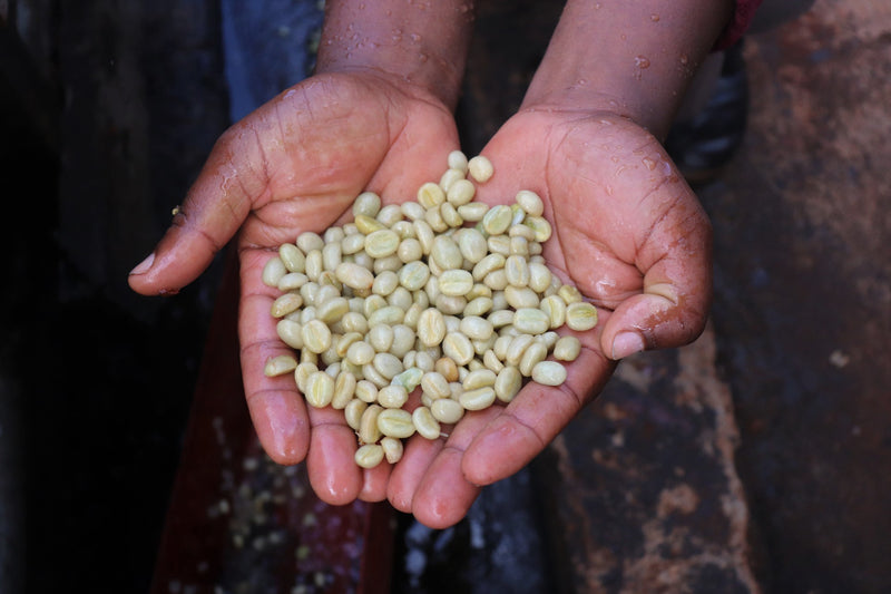 UGANDA ORGANIC SIPI FALLS WASHED SUPER SOFT - *49549* - 24693 - SPOT RCWHSE