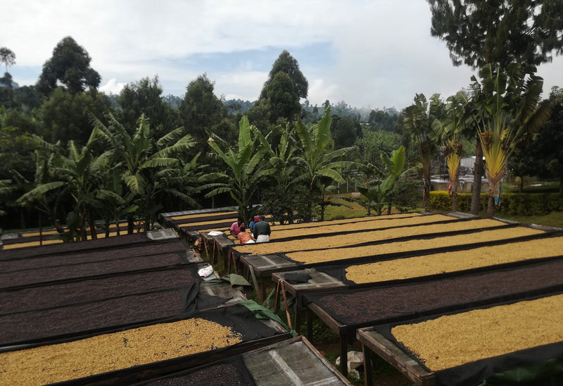 UGANDA ORGANIC SIPI FALLS ANAEROBIC WHITE HONEY - 33373 - GrainPro Bags - SPOT RCWHSE