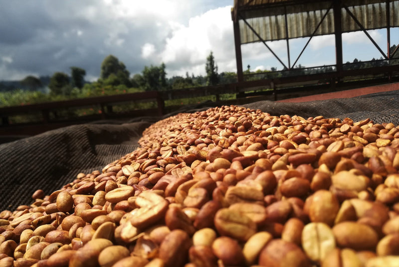 UGANDA ORGANIC SIPI FALLS HONEY - 35183 - GrainPro Bags - SPOT RCWHSE