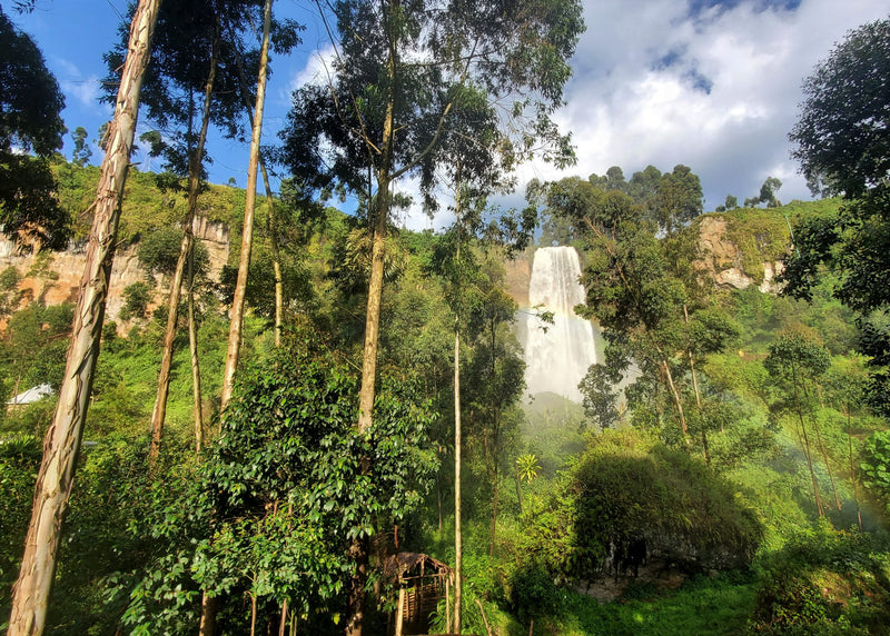 UGANDA ORGANIC SIPI FALLS HONEY - 35183 - GrainPro Bags - SPOT RCWHSE