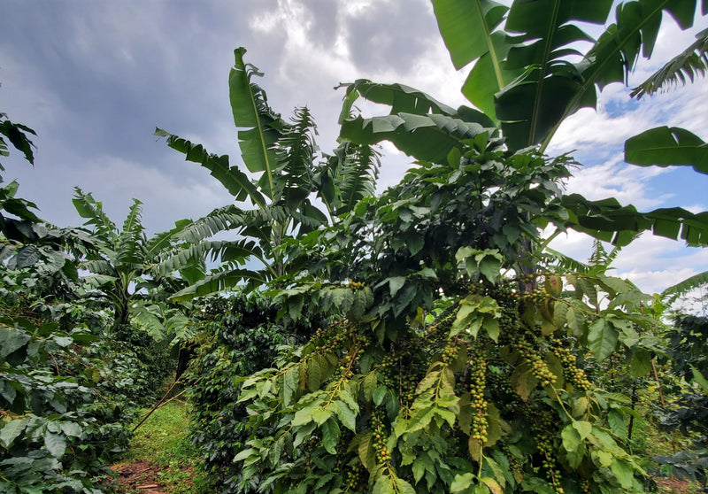 UGANDA ORGANIC SIPI FALLS HONEY - 35183 - GrainPro Bags - SPOT RCWHSE