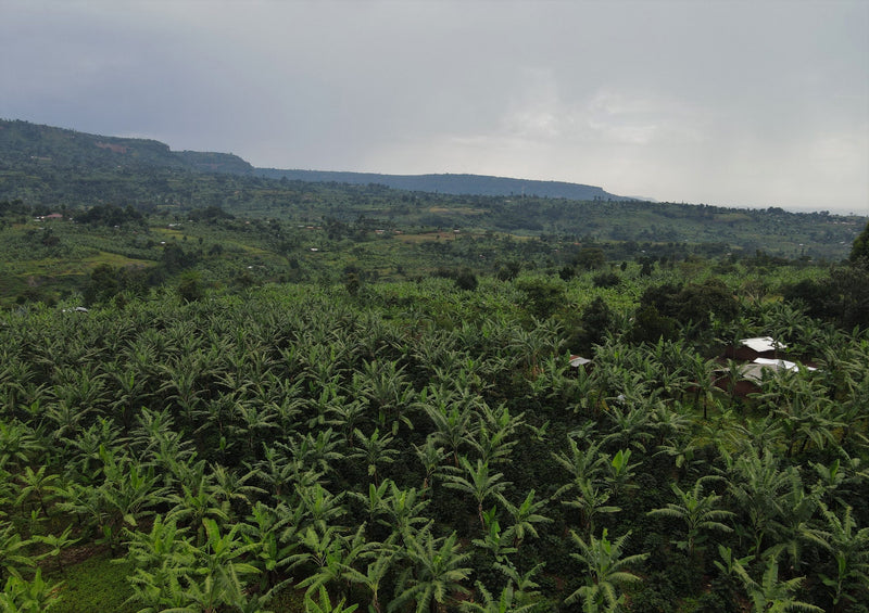 CROWN JEWEL UGANDA ORGANIC KAPCHORWA SIPI FALLS RAISED BED HONEY - CJO1456 - 28942 - SPOT RCWHSE