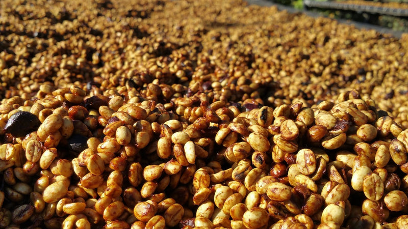 UGANDA ORGANIC SIPI FALLS ANAEROBIC WHITE HONEY - 33373 - GrainPro Bags - SPOT RCWHSE