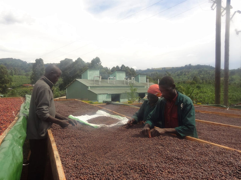 UGANDA ORGANIC SIPI FALLS NATURAL ANAEROBIC - 33371-2 - GrainPro Bags - SPOT SEAFORTH