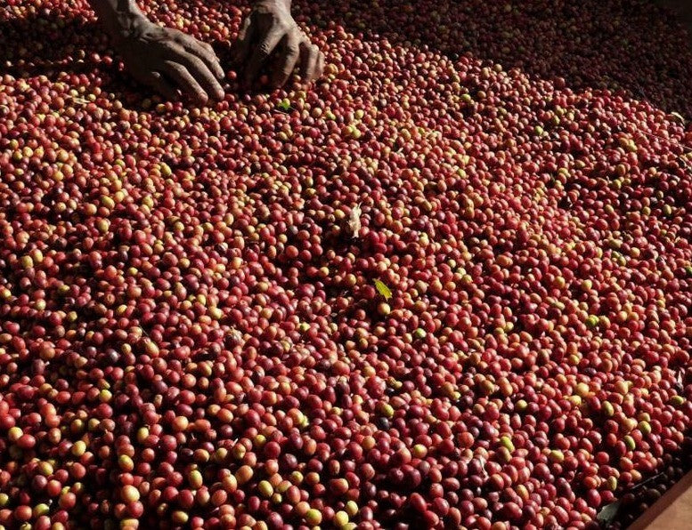 UGANDA ORGANIC SIPI FALLS NATURAL ANAEROBIC - 35182 - GrainPro Bags - SPOT RCWHSE