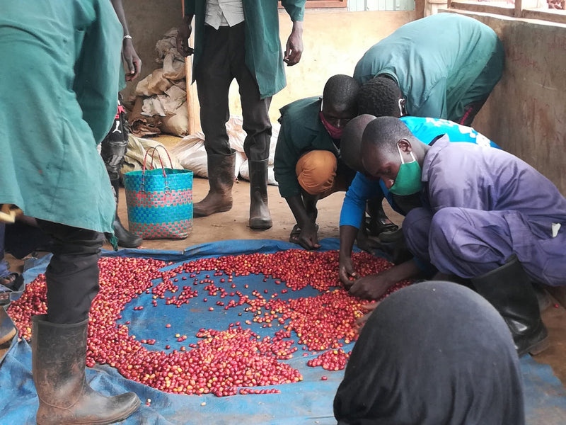 UGANDA ORGANIC WHITE NILE NATURAL - *52624* - 27307 - GrainPro Bags - SPOT SEAFORTH