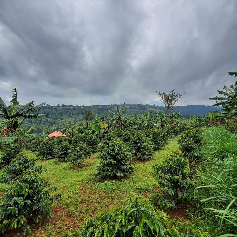 UGANDA ORGANIC WHITE NILE NATURAL - *52624* - 27307 - GrainPro Bags - SPOT RCWHSE