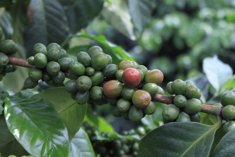 UGANDA ORGANIC WHITE NILE NATURAL - *52624* - 27307-2 - GrainPro Bags - SPOT RCWHSE