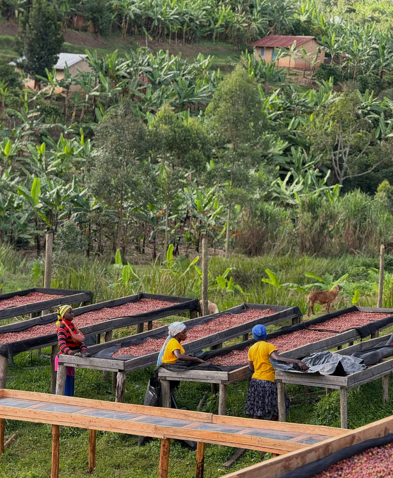 Crown Jewel Uganda Natural Kigezi Valley - 39619-2 - 10.0 kg Boxes - SPOT SEAFORTH
