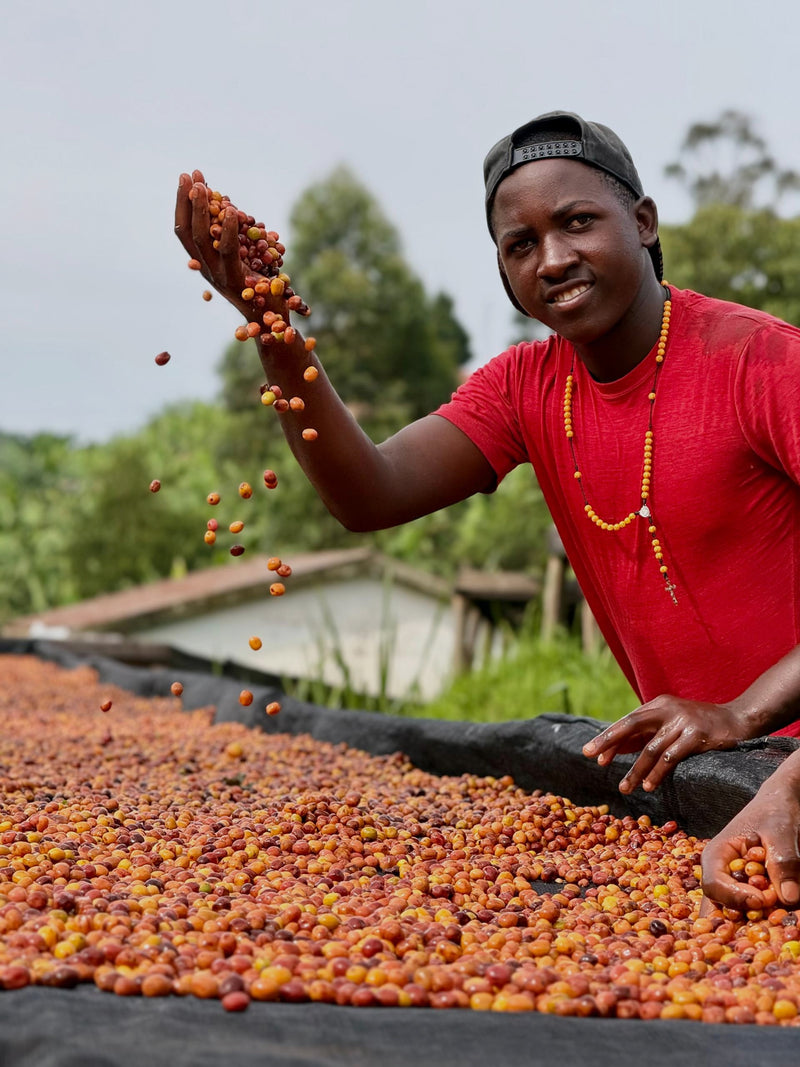 Crown Jewel Uganda Natural Kigezi Valley - 39619-2 - 10.0 kg Boxes - SPOT SEAFORTH