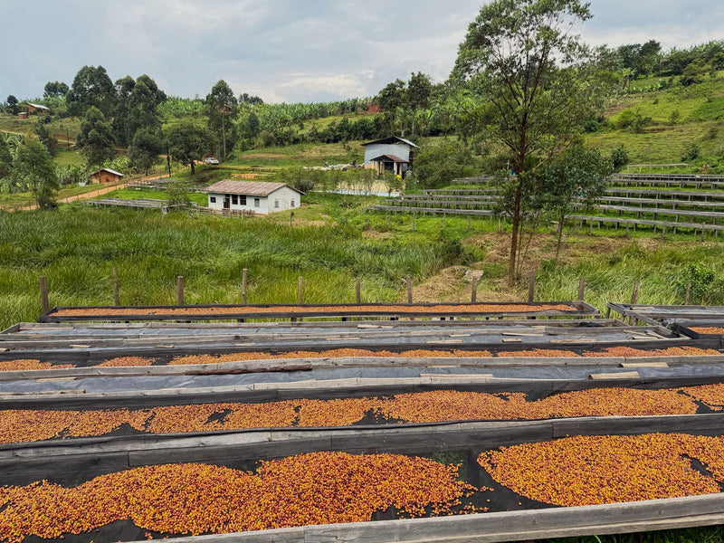 Crown Jewel Uganda Natural Kigezi Valley - 39619-2 - 10.0 kg Boxes - SPOT SEAFORTH