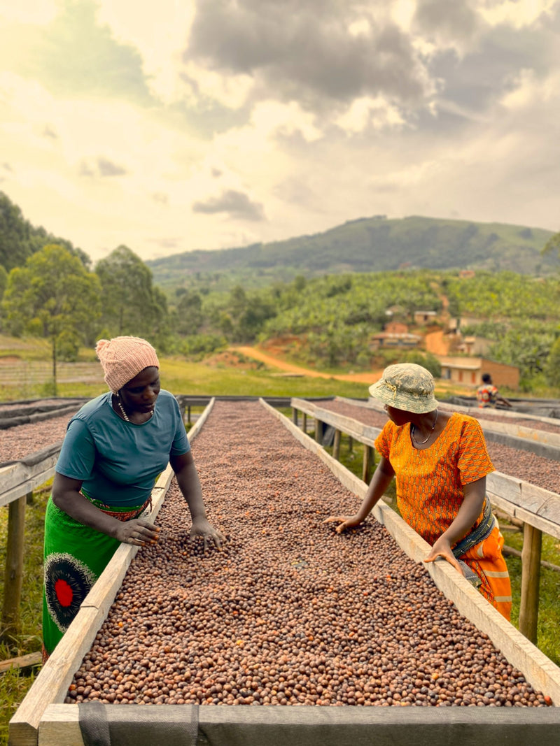 Crown Jewel Uganda Natural Kigezi Valley - 39619-2 - 10.0 kg Boxes - SPOT SEAFORTH