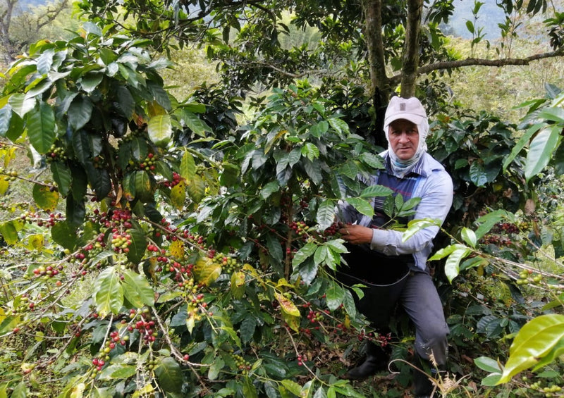 COLOMBIA ORGANIC SOUTH HUILA ESPECIAL - *52101* - 27058 - 70.0 kg GrainPro Bags - SPOT RCWHSE