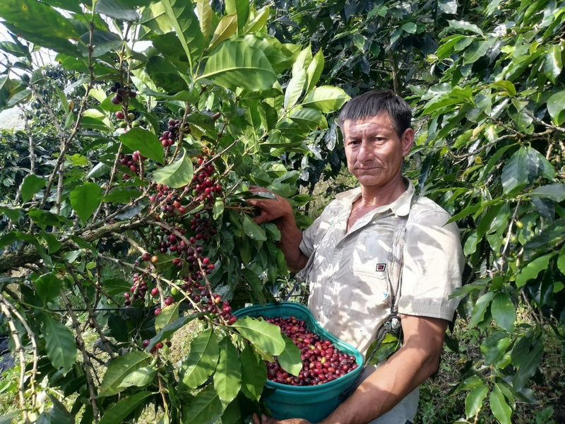 PERU FT ORGANIC AMAZONAS JUMARP - *50521* - 24882 - Ecotact Bags - SPOT RCWHSE