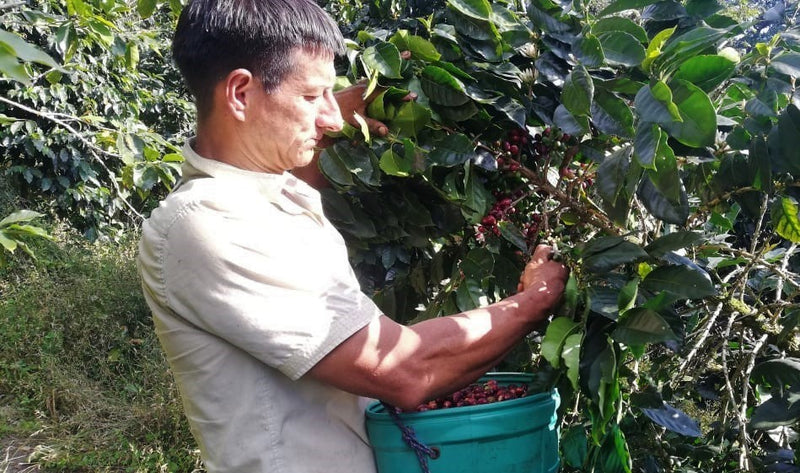 PERU FT-FLO ORGANIC AMAZONAS JUMARP - 28322-1 - SPOT RCWHSE
