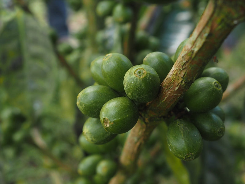 HONDURAS FT ORGANIC VICTOR CONTRERAS - *50962* - 25390 - GrainPro Bags - SPOT SEAFORTH