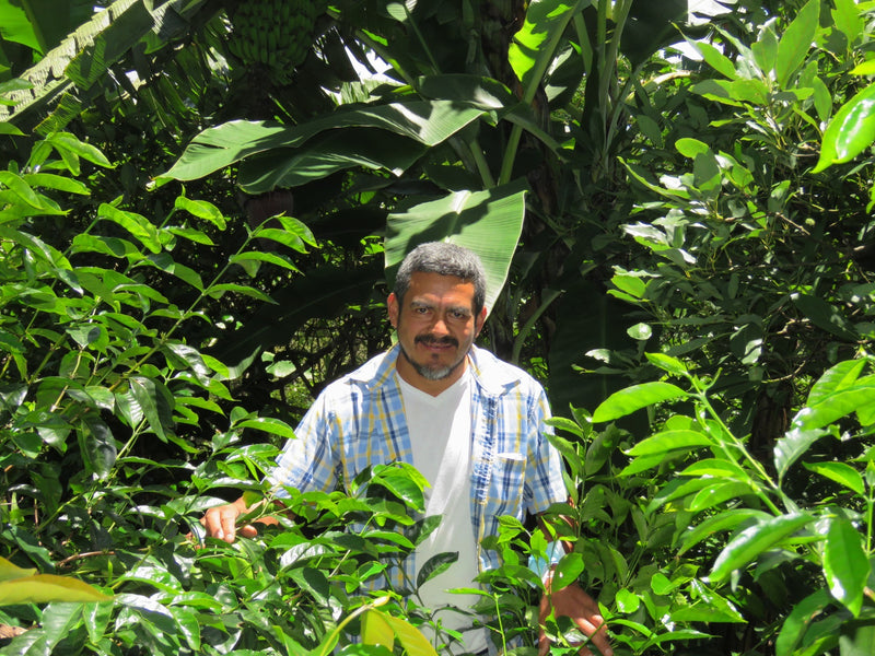 HONDURAS FT ORGANIC VICTOR CONTRERAS - *50962* - 25390 - GrainPro Bags - SPOT RCWHSE