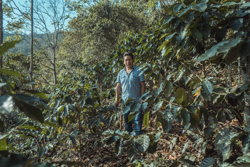 BOLIVIA FT ORGANIC COOP SAN JUAN - *52009* - 27862 - 69.0 kg GrainPro Bags - SPOT COSEATAC