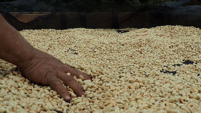 ETHIOPIA SIDAMA 2 WASHED FT ORGANIC WATA DARA - *52560* - 27629 - Ecotact Bags - SPOT COSEATAC