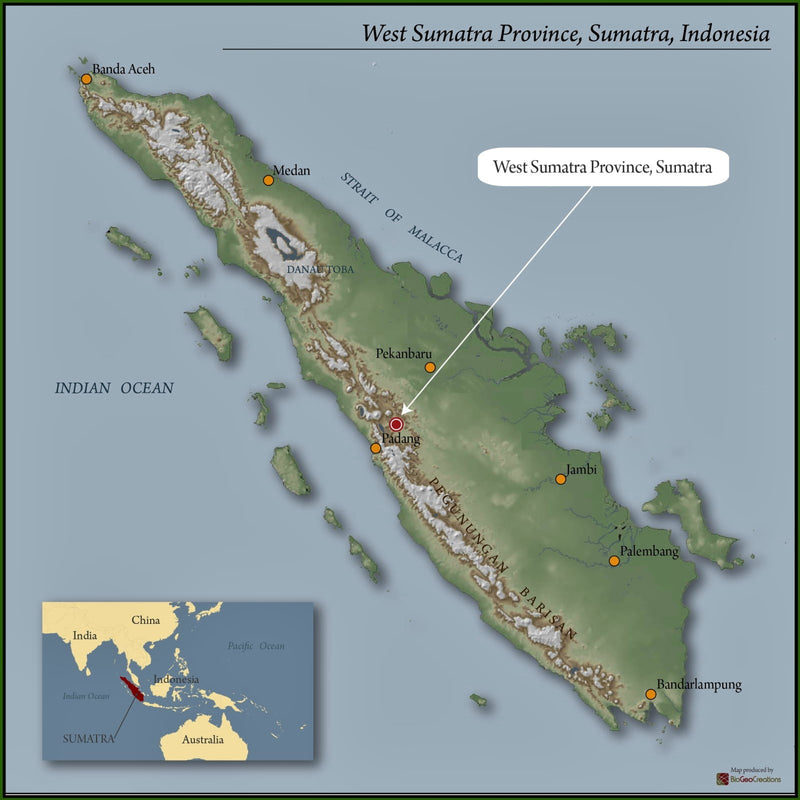 Sumatra Kerinci Minang Camintoran Honey Dry Hulled - *50613* - 25550 - GrainPro Bags - SPOT RCWHSE