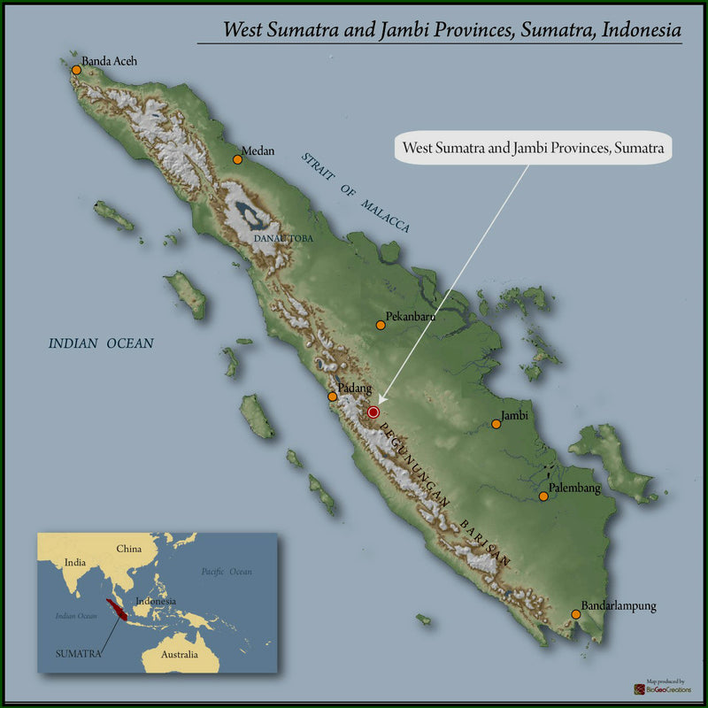 Sumatra Kerinci Nusantara Premium Grade 1 - 30784 - GrainPro Bags - SPOT COSEATAC