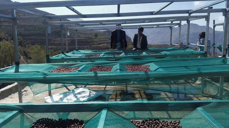 Yemen Mocca - *51605* - 24901 - Ecotact Bags - SPOT RCWHSE
