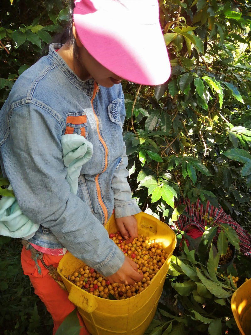 Colombia Huila La Plata AA - *51421* - 24960 - GrainPro Bags - SPOT RCWHSE