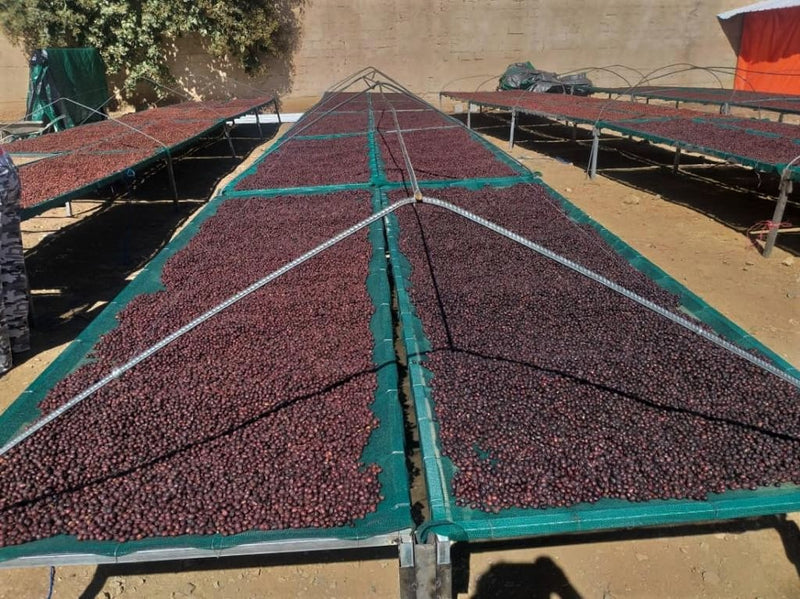 Yemen Mocca Kholani - *49721* - 24933 - Ecotact Bags - SPOT RCWHSE