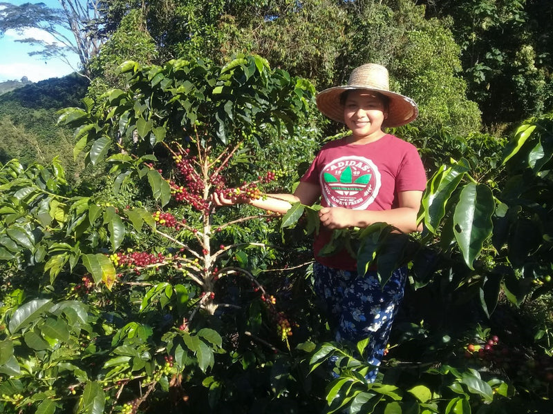 Colombia Huila Villa Fatima AA - *51422* - 24962 - GrainPro Bags - SPOT RCWHSE