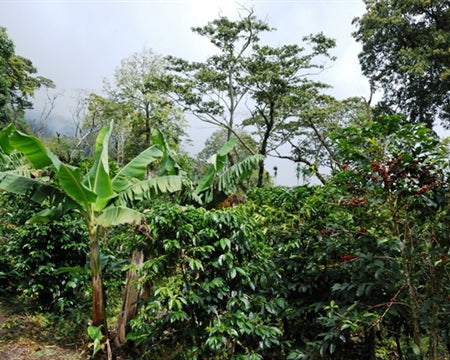 COLOMBIA ORGANIC CAUCA ACEC EP - 31861 - 69.8 kg Bags - SPOT RCWHSE