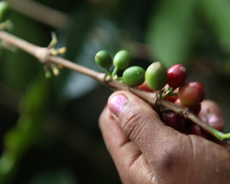 COLOMBIA ORGANIC TOLIMA ASEMPROGROPE - *49936R* - 26712 - 70.1 kg GrainPro Bags - SPOT RCWHSE