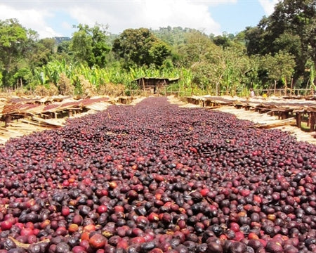 CROWN JEWEL ETHIOPIA ORGANIC HALO BARITI ADDISU KIDANE RAISED BED NATURAL - *CJO1453* - 27123 - SPOT RCWHSE